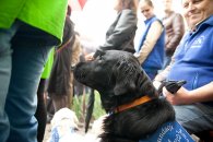 Psi terapeuta z Fundacji „Ama Canem”, fot.: Joanna Pieczara